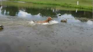 Louter Creek Hunting Poodle quotWhiskeyquot on a water retrieve near the duck blind [upl. by Gnidleif]