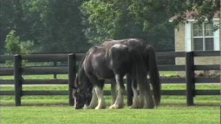 Black Clydesdale Horses at Lodestar Farm in Buchanan TN  tnhomeandfarmcom [upl. by Dich819]