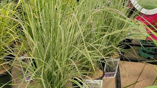 Calamagrostis Overdam Reed Grass  Beautiful upright EASY to GROW long season grass [upl. by Anertac]