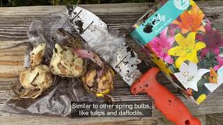 When to Plant Lily Bulbs [upl. by Nella]