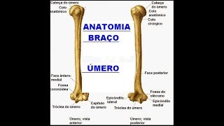 Vídeo Aula 10  Úmero  Braço [upl. by Aon]