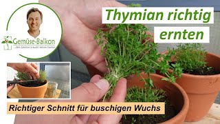 Thymian 🌿 richtig schneiden ✂️ und ernten für buschiges Wachstum 🌴und reiche Ernte [upl. by Akit]