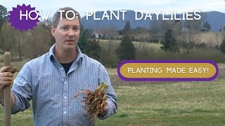 HOW TO PLANT DAYLILIES  Planting Daylilies is so easy [upl. by Gladine847]