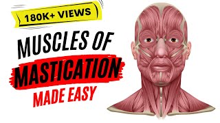 Muscles of mastication made easy [upl. by Nwahsav75]