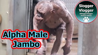 Chimpanzee Habitat Hairless Chimp Jambo And Kibali [upl. by Eynahpets]