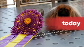 Wasabi the Pekingese wins Westminster Dog Show [upl. by Nnyleimaj520]