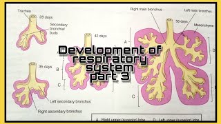 Development of respiratory system Part 3  Maturation of lungs [upl. by Ahsilat652]