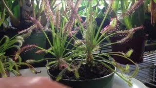 Tips and Tricks to feed a trim a Carnivorous Sundew Drosera capensis or other sundews [upl. by Rambort508]