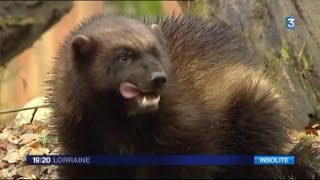 Les gloutons débarquent à SainteCroix  Reportage de France 3 Lorraine [upl. by Lenhart452]