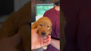 Winston  3  Dark Red Golden Retriever Puppies  Buckeye Golden Retrievers [upl. by Sillek]