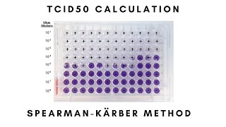 TCID50 Calculation StepbyStep SpearmanKärber Method Tutorial [upl. by Euqnomod744]