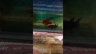 CROWNTAIL BETTA FISH BREEDING PART 2 [upl. by Marra]