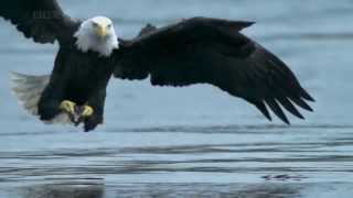 AQUILA VS SALMONE  BALD EAGLE VS SALMON HD [upl. by Alyar]