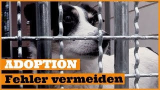 Hund aus dem Tierheim zieht ein I 4 häufige Fehler vermeiden I Der richtige Start ins neue Leben [upl. by Odragde]