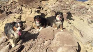 Mini Aussies  Canyon hiking at Polecat Bench [upl. by Guevara]