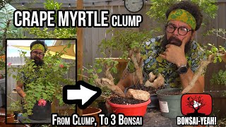 Creating 3 Bonsai from a Clump Of Crape Myrtles  BonsaiYEAH [upl. by Adolf984]