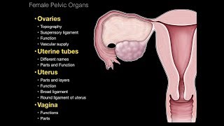 01Female Repro System Pelvic organs [upl. by Anire]