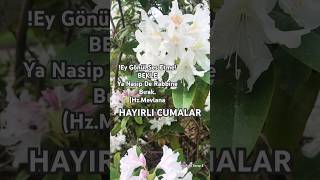 Hayırlı Cumalar🌹Cumanız Mübarek Olsun🤲En Yeni Cuma Mesajları❤️cumamesajıvideoları [upl. by Dyanna]