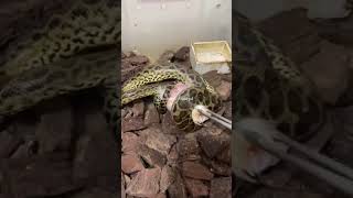 ULAR ANACONDA AMAR MAKAN PAHA AYAAAM GOKIL phyton kingcobra ularphyton kingsnake reptiles [upl. by Cherlyn]