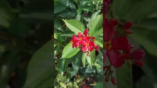 jatropha flowering plant 🌿☘️ [upl. by Muraida]