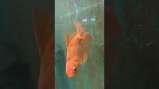 goldfishhome fish aquarium petfish goldfish fishtank goldfishlover guppy mygoldfishchannel [upl. by Vonnie]