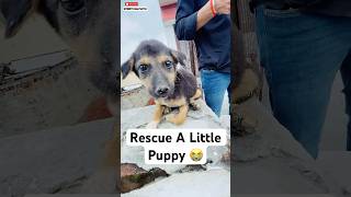 Rescue A Little Abandoned Puppy 😭  minivlog [upl. by Aihtnic677]