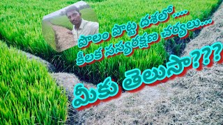 Do you know  పంట పొట్ట దశలో కీలక సస్య రక్షణ [upl. by Sukhum]