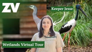 Virtual Tour of Healesville Sanctuarys Wetlands with Keeper Jesse [upl. by Grindlay]