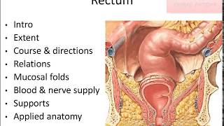 Anatomy of Rectum [upl. by Orat799]