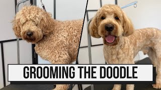 How I Groom The Goldendoodle [upl. by Llehcnom191]