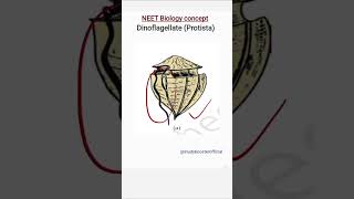 Dinoflagellates important pointsBiological classification class 11neetshortsbiology [upl. by Bennett]