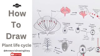 How to draw plant life cycle  Easy plant life cycle  Alternation of generation in plants [upl. by Nivram]