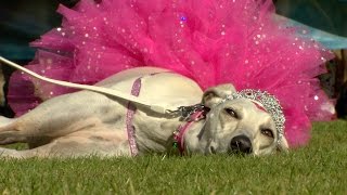 Chiswick House Dog Show 2016  Celebrity Highlights [upl. by Shanley]