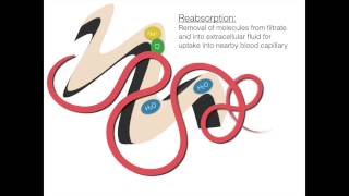 The Process of Osmoregulation [upl. by Ailemap]