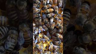 honey bee videos honey bee Carniolan honey bee Insect [upl. by Baoj]