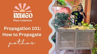 Propagation 101 How to Propagate Pothos [upl. by Ecirahs]