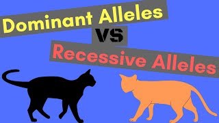 Dominant Alleles vs Recessive Alleles  Understanding Inheritance [upl. by Arimahs]