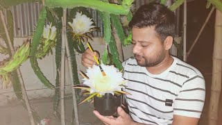 🌵🔥ড্রাগন ফুলের হ্যান্ড পলিনেশন । How To Pollinate Dragon Flower । Shorts dragonfruit pollination [upl. by Joe922]