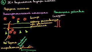 Электротонические потенциалы и потенциалы действия [upl. by Llerihs]