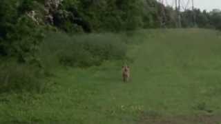 Border Terrier stalking a Rabbit [upl. by Zebulon545]