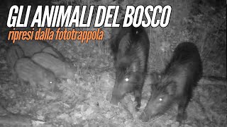 Gli animali del bosco ripresi dalla fototrappola [upl. by Pegma]