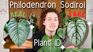 Philodendron Sodiroi aff  Rare  Plants and plants philodendron sodiroiaff [upl. by Summer858]