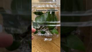 Propagation Box update propagation box plants houseplants plantcare plantpropagation shorts [upl. by Jarv]