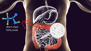 GUT MICROBIOTA and EXERCISE How does exercise effect the bacteria in the digestive tract [upl. by Hanauq172]