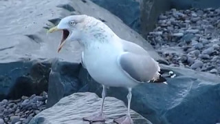 Herring Gull calling [upl. by Slaby]