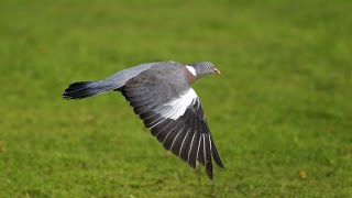 Chasse du pigeons en Angleterre  Juillet 2009 [upl. by Nivla]