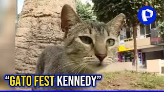 Día del Gato colorida feria se realizará en el parque Kennedy de Miraflores [upl. by Raskin]