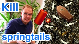 Fight little white springtail animals in plants and pottery earth  4 simple methods [upl. by Mcmullan]