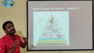 PYRAMID OF BIOMASS  TAMIL  ECOSYSTEM  STD 12 [upl. by Ahsenar]