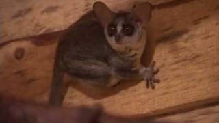 Senegal Bushbaby Galago senegalensis [upl. by Olnay]